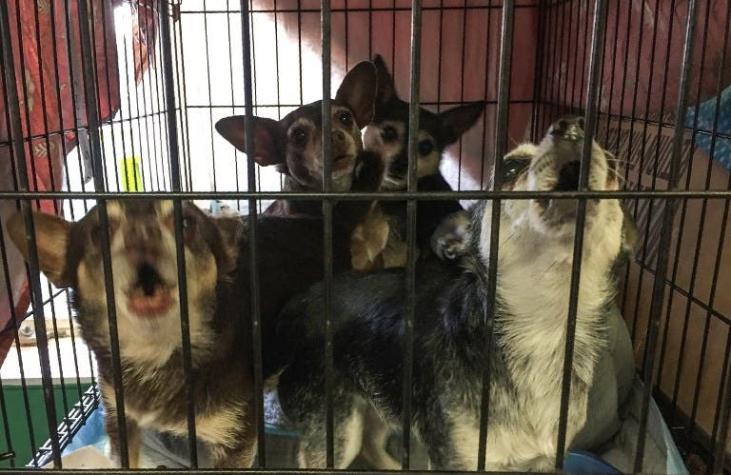 La insólita respuesta de ONG animalista tras acusaciones de masivo exterminio de perros