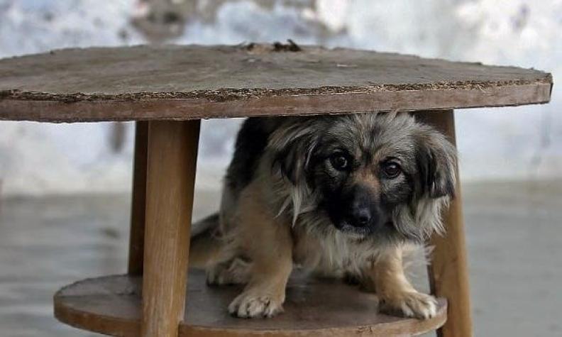 Crean cuenta de Facebook para encontrar a las mascotas perdidas en el sismo de Coquimbo