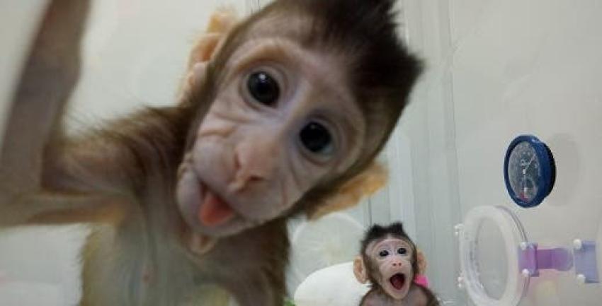 Científicos chinos clonan a monos para estudiar desórdenes psicológicos