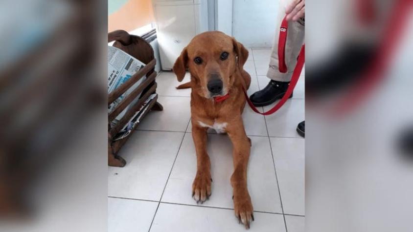 [FOTOS] Familia devuelve perro que adoptaron porque robó comida de una mesa