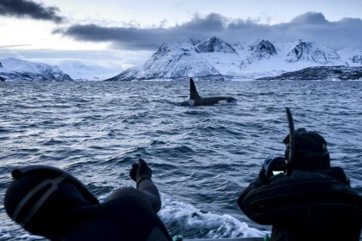 [FOTOS] La gran migración de orcas en busca de alimento