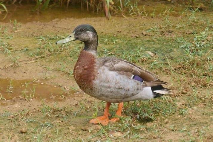 Muere en una isla del Pacífico "el pato más solitario del mundo"