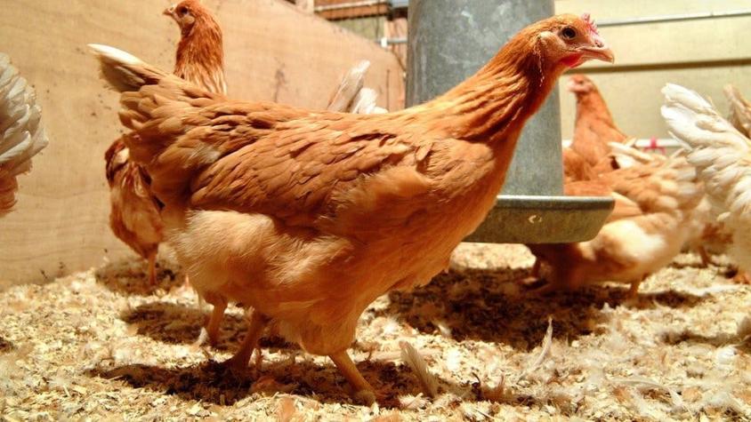 Las gallinas que ponen huevos con medicamentos que sirven para combatir el cáncer