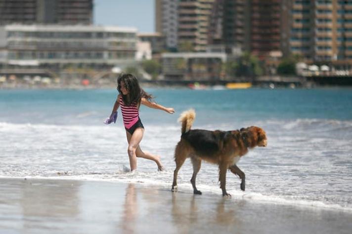 Verano para todos: habilitan playa exclusiva para mascotas en un sector de Santo Domingo