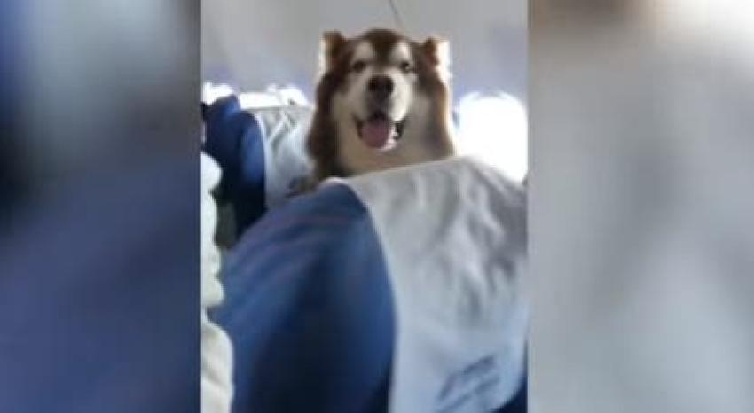 [VIDEO] Enorme mascota asombra a los pasajeros de un avión por su excelente comportamiento