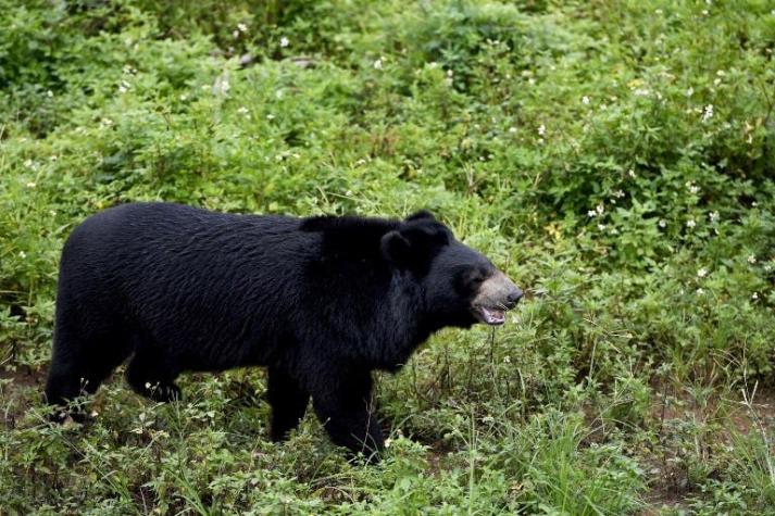 Niño que se perdió por tres días en bosque asegura que fue protegido por un oso