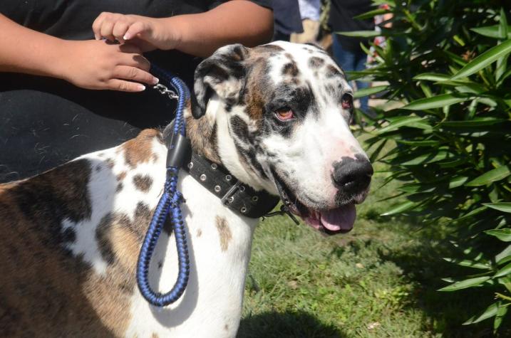 [FOTOS] Perro más grande de Chile es nombrado "embajador de la tenencia responsable"