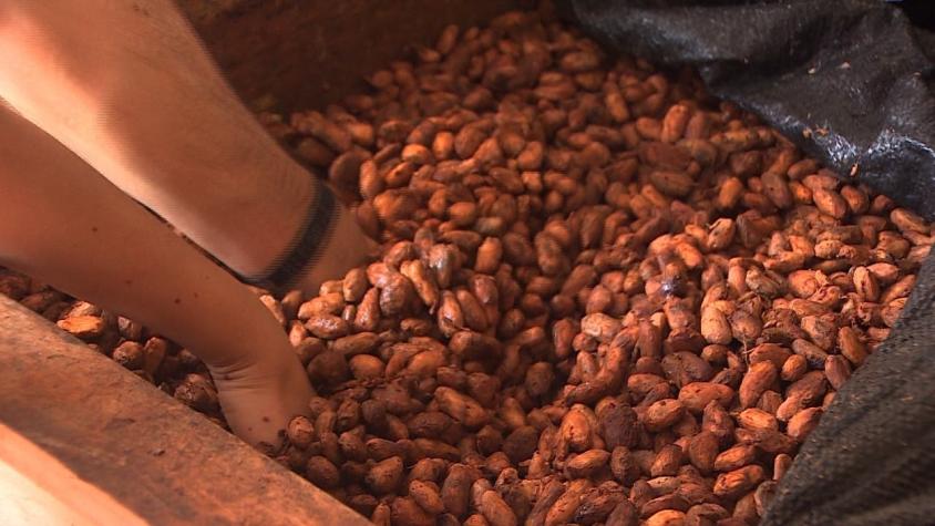 [VIDEO] La ruta del chocolate: del árbol a la barra