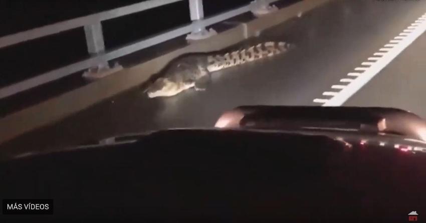[VIDEO] Australia: Inundaciones llevaron cocodrilos a las calles