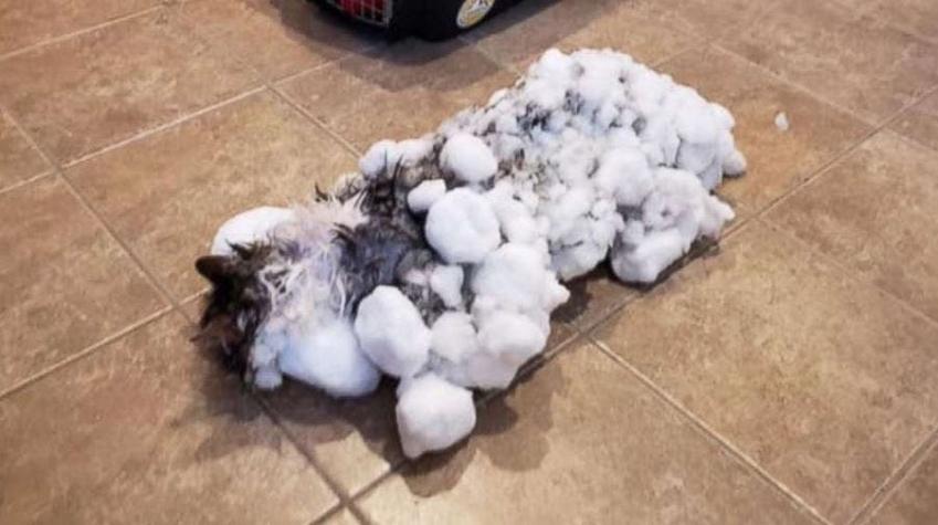 [FOTOS] Gato congelado "revive" luego de milagroso rescate