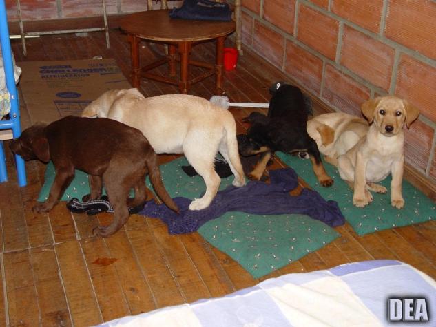 [FOTOS] Condenan a narco colombiano que traficaba heroína dentro del estómago de cachorros