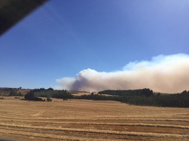 Declaran alerta roja por incendio forestal en Traiguén, región de La Araucanía