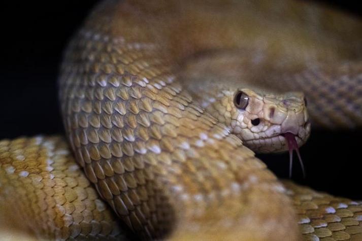 Policía indonesia usa una serpiente para interrogar a un sospechoso