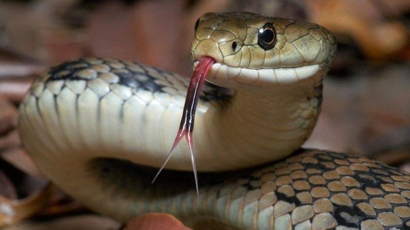 Policías de Indonesia usan una serpiente para aterrorizar a un sospechoso
