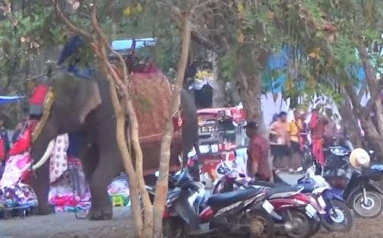 [VIDEO] La arriesgada selfie de una joven con un elefante que generó pánico en Tailandia