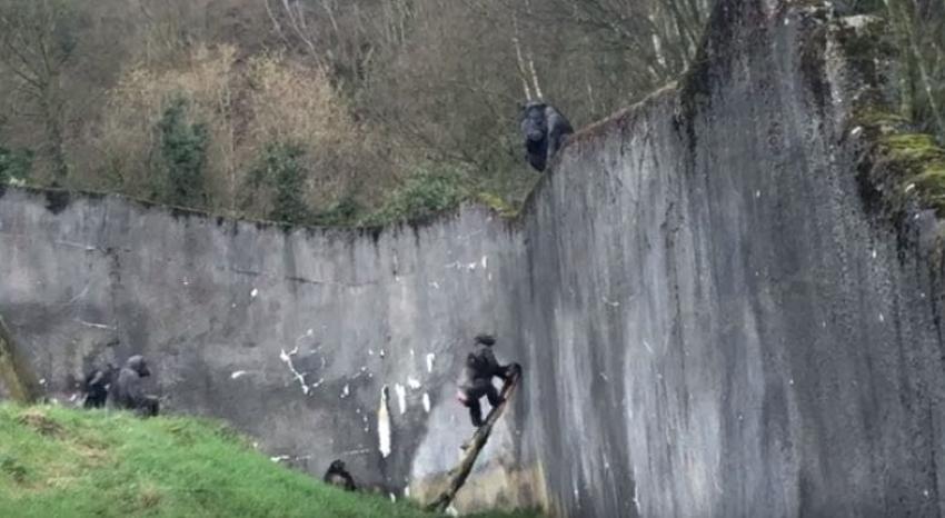 [VIDEO] Chimpancés escapan del zoológico utilizando la rama de un árbol