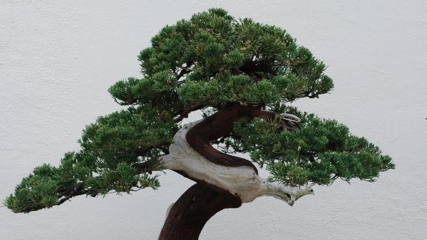 El robo de un bonsái de 400 años en Japón cuyo dueño lo único que pide es que "le den agua"