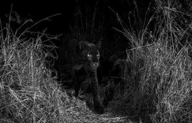 [FOTOS] Por primera vez en 100 años: Toman registro de impresionante leopardo negro en África