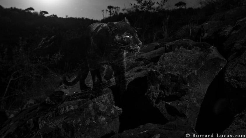 La pantera negra: la extraordinaria fotografía de este sigiloso gran felino