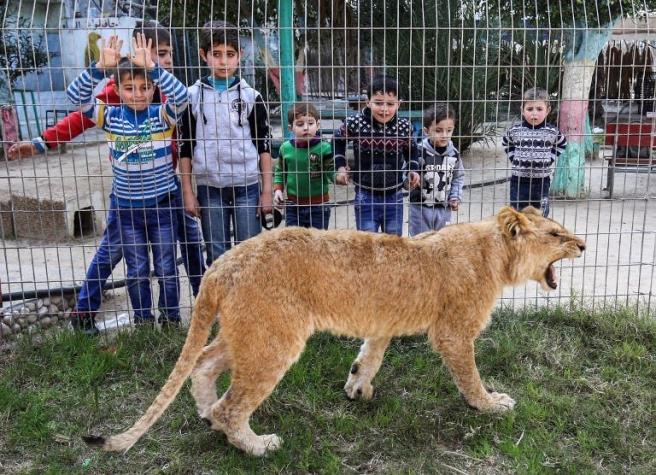 [FOTOS] Inusual iniciativa de zoológico que promociona "jugar" con leona