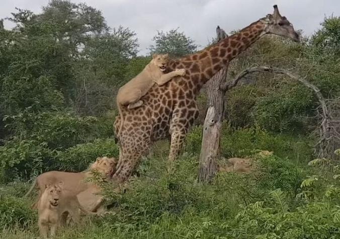 [VIDEO] El impresionante registro de una manada de leones intentando derribar a una jirafa adulta