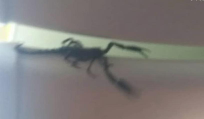 [VIDEO] Un escorpión a bordo: el aterrador momento que vivieron pasajeros de un avión