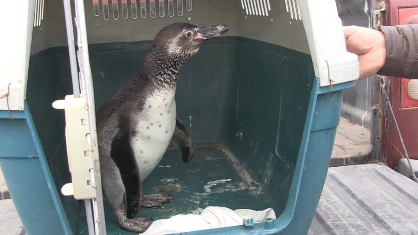 [VIDEO] Antofagasta: logran rehabilitar a pingüino y tortuga