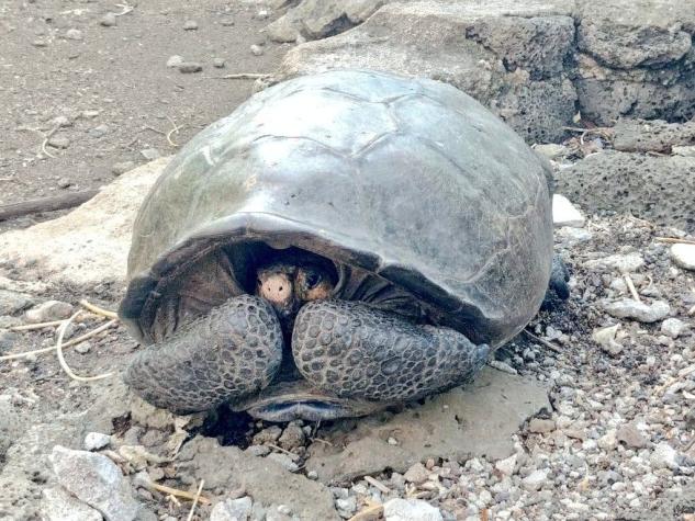 Islas Galápagos: hallan tortuga gigante considerada extinta hace un siglo