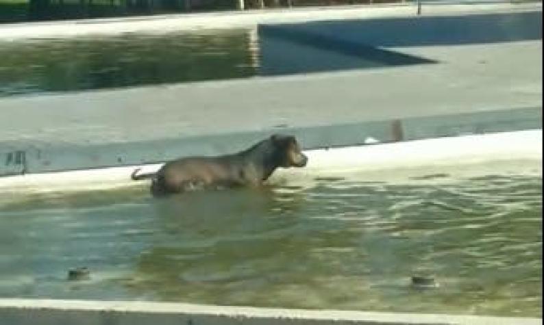[VIDEO] Mejor ciudadano: Sorprenden a perro que recoge la basura que la gente tira a fuente de agua