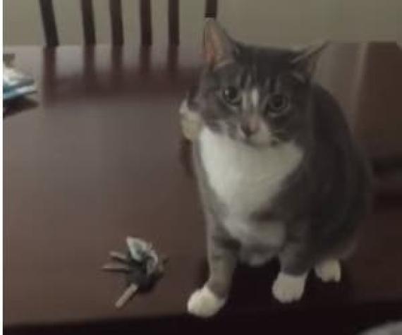 [VIDEO] La reacción de una gata para evitar que su dueña salga de la casa