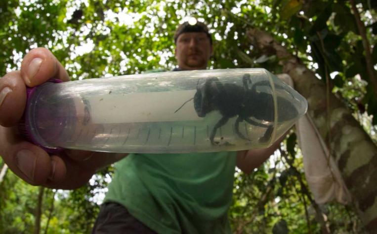[FOTO] Es enorme: Redescubren a la abeja más grande del mundo