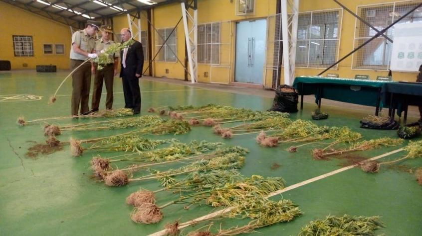 [FOTOS] Carabineros de Concepción incautó más de 40 mil dosis de droga