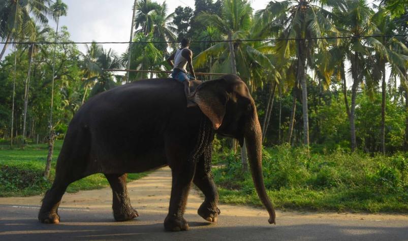 [FOTO] Sin cola ni colmillos: la imagen de un elefante que refleja el maltrato en Camboya