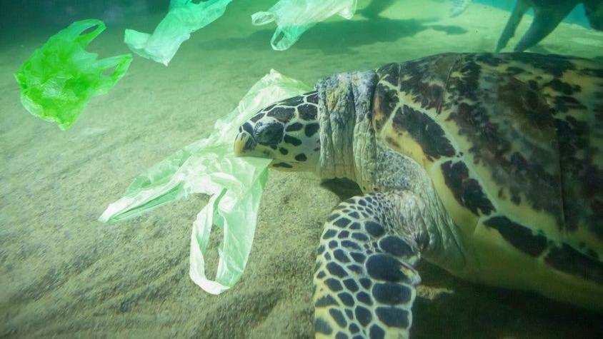 4 productos naturales (y no contaminantes) que pueden sustituir al plástico