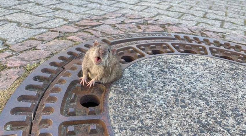 [VIDEO] Alemania: La historia de una rata con sobrepeso que quedó atrapada en una alcantarilla