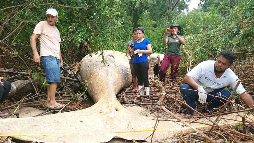 El misterio de la ballena jorobada que apareció muerta en un manglar de la Amazonía