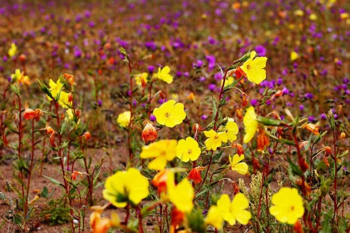 Invierno altiplánico provoca singular desierto florido en la Región de Arica y Parinacota