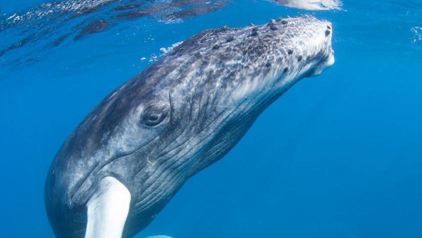 [FOTO] La increíble imagen de una ballena a punto de tragarse a un buzo
