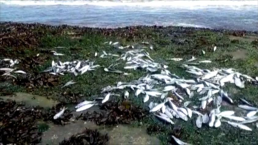 [VIDEO] Gran varazón de sardinas en Playa Blanca