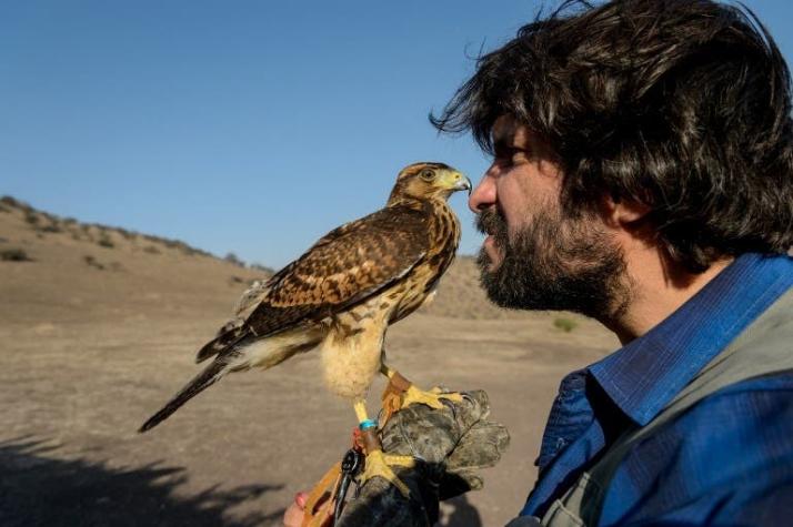 [FOTOS] "Hook": El halcón chileno compañero de parapente y cacería