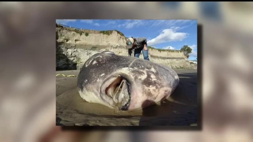 Registran extraño pez de más de dos metros en una playa de California