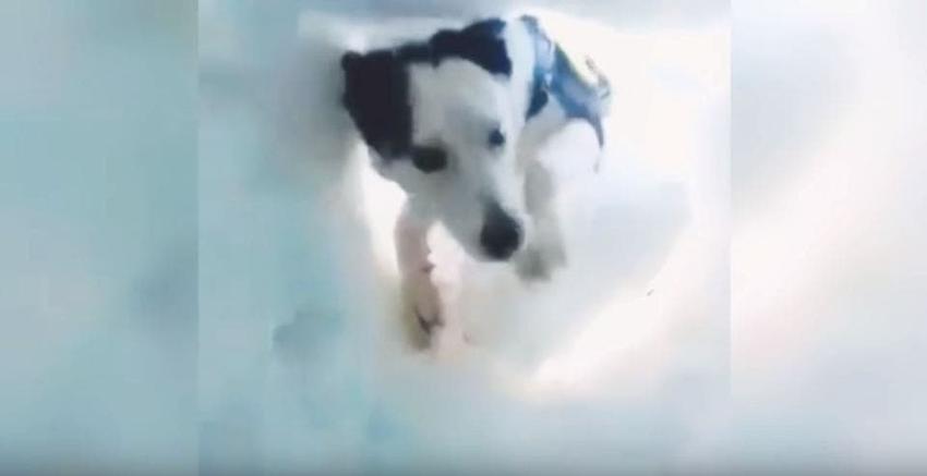 [VIDEO] El emocionante registro en que un perro rescata a un hombre enterrado bajo la nieve
