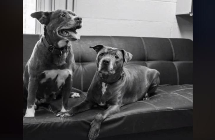 [VIDEO] Amor real: dos perritos contraen matrimonio para que puedan ser adoptados juntos