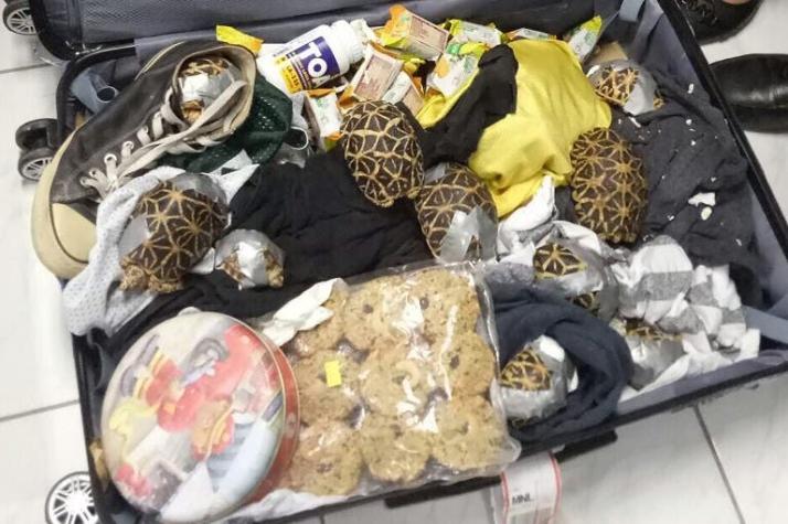Filipinas: Encuentran más de 1.500 tortugas envueltas en cinta adhesiva en un aeropuerto