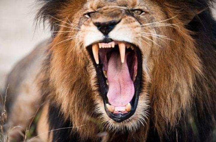 Hombre fue asesinado por leona a la cual criaba ilegalmente en República Checa