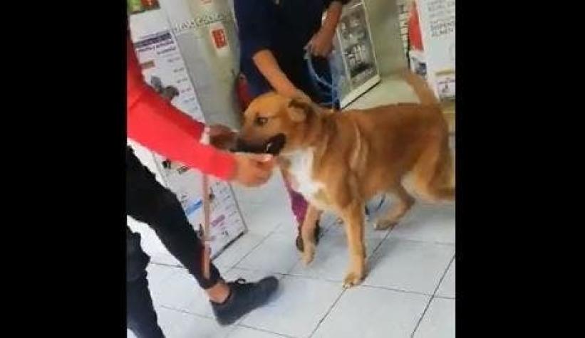 [VIDEO] El emotivo reencuentro de un perro rescatado en la Línea 6 del Metro con su dueño