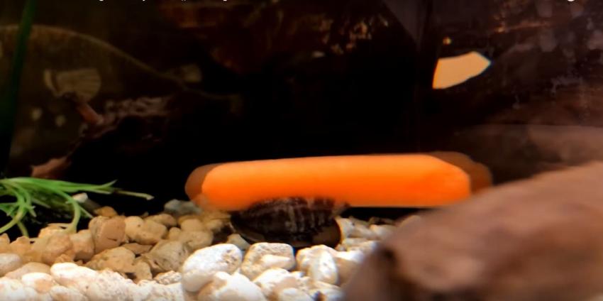 [VIDEO] La oscura verdad detrás de un viral que muestra a un caracol "jugando" con una zanahoria