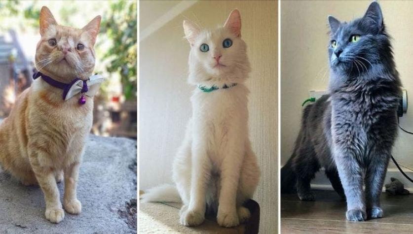 Gatofest 2019: Estos son los gatos más famosos de Chile en Instagram