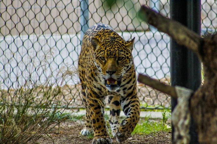 Estados Unidos: Jaguar hiere a mujer que saltó valla de zoológico para tomarse una selfie