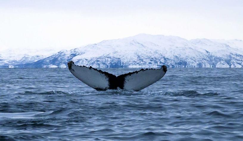 [VIDEO] Una ballena se traga a un buzo en Sudáfrica (y el hombre salva milagrosamente)